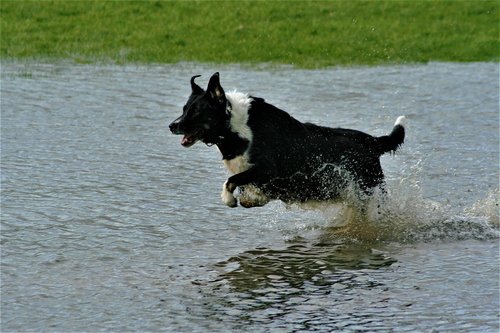 Šuo,  Augintinė,  Žaisti,  Splash,  Ežeras