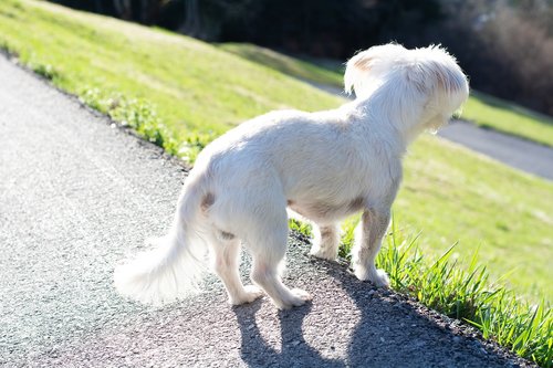 Šuo,  Baltas Šuo,  Mažas,  Mažas Šuo,  Atrodo,  Žiūrėti,  Augintinė,  Maltiečių,  Havanese,  Iš,  Vaikščioti