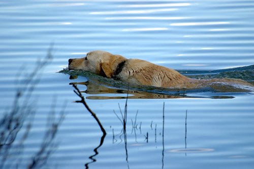 Šuo,  Šuo Plaukimo,  Augintiniai,  Ežeras,  Gyvūnai,  Labradoro
