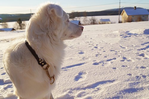 Šuo,  Žiemos,  Gyvūnai,  Sniegas