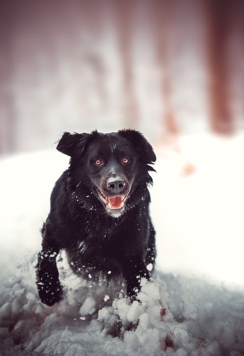 Šuo,  Retriwer,  Sniegas,  Žiemos,  Miškas,  Gyvūnas,  Pyktis,  Linksma,  Ramybė,  The Promenade