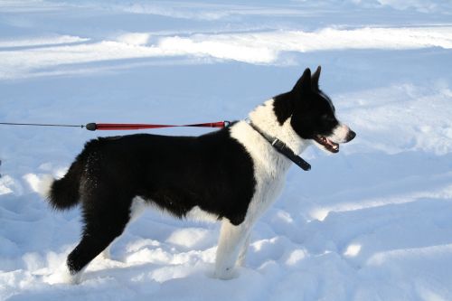 Šuo, Karelijos Lokio Šuo, Gyvūnas, Žiema, Sniegas