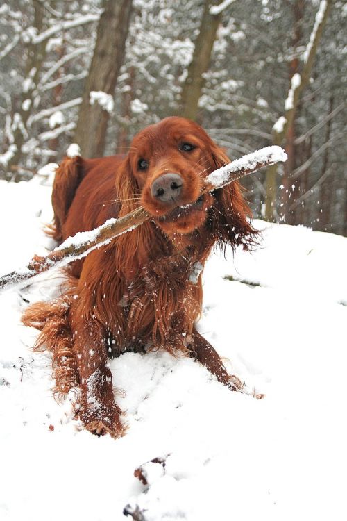 Šuo, Stick, Žiema, Linksma, Spacer, Seteris, Užkandžiai, Miškas, Šaltas, Sniegas