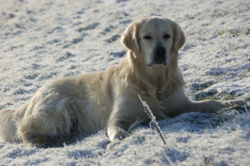 Šuo, Sniegas, Rūpestis, Atrodo, Auksinis, Auksaspalvis Retriveris, Brangioji, Blondinė, Balta, Įsimenamas