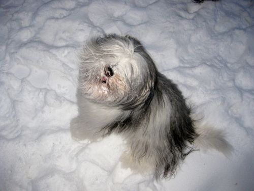 Šuo, Žaisti, Laukiami Požiūriai, Sniegas, Žiema