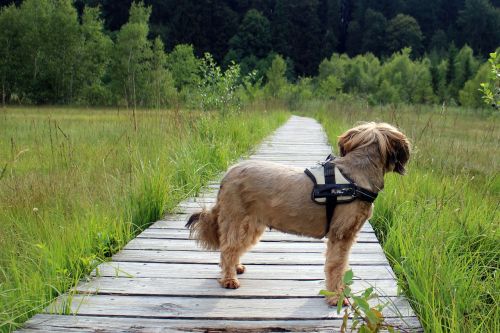 Šuo, Terjeras, Toli, Kelias, Laukti, Žiūrėti, Takas, Vaikščioti, Vaikščioti, Gamtos Takas, Gamta, Stebėtojas, Mažas Šuo, Tikėtis, Laukti, Tibetiečių Terjeras