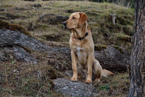 Šuo, Labradoras, Gamta, Sėdi, Ryškus Kailis, Naminis Gyvūnėlis