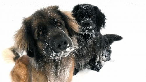 Šuo, Sniegas, Žiema, Linksma, Dėmesio, Smalsumas, Kalėdos, Keturiasdešimt, Linksmų Kalėdų, Balta, Gyvūnas, Žaisti, Emocija