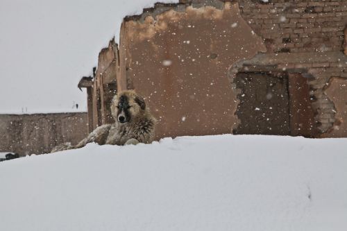 Šuo, Žiema, Sniegas, Namas, Afganistanas, Adobe Namas