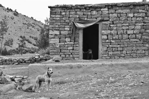 Šuo, Ūkis, Berniukas, Namai, Namas, Vargšas, Žemės Ūkio Paskirties Žemė, Afganistanas