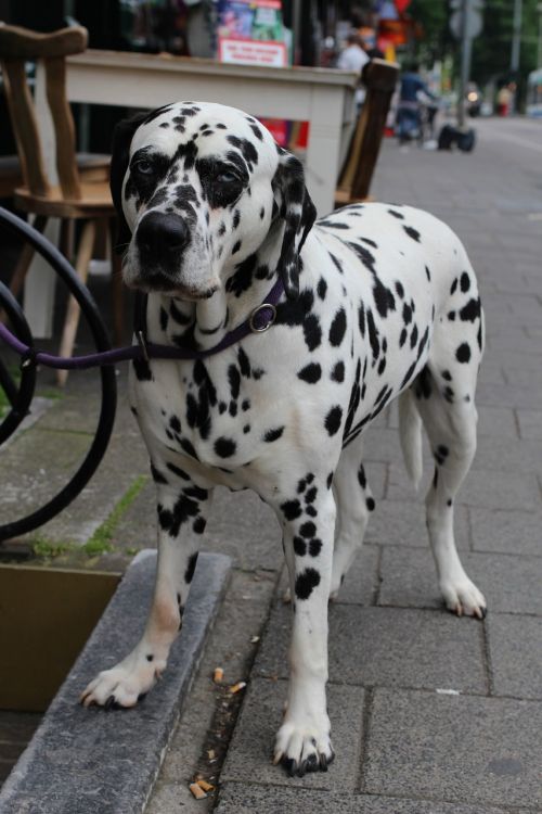 Šuo, Dalmatian, Dėmės, Gatvė