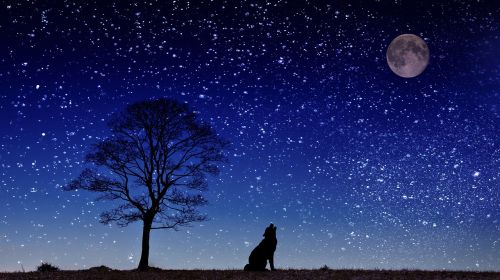 Šuo, Gaudyti, Mėnulis, Medis, Dangus, Žvaigždė, Kraštovaizdis, Pilnatis, Siluetas