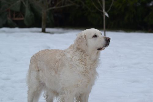 Šuo, Stendai, Žiema
