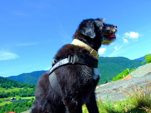Šuo, Dangus, Mėlynas, Kalnai, South Tyrol, Žygiai, Jaufenpass, Juodas Šuo, Mėlynas Dangus
