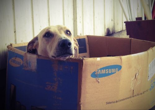 Šuo, Dėžė, Šuns Būda, Dogface, Kartoninė Dėžutė, Šuns Būda, Samsung