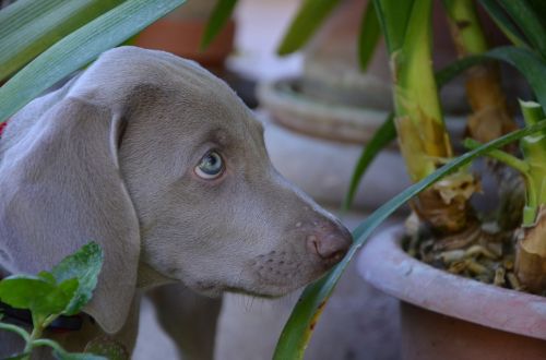 Šuo, Šuniukas, Skalikas, Pilka, Weimaraner, Snukis, Naminis Gyvūnėlis, Plaukai, Gamta, Akys, Švelnumas, Gyvūnai, Saldus, Ausis, Kanino, Gyvas, Draugas, Meilė, Gėlės, Kampanija, Augalai, Sodas, Saulė