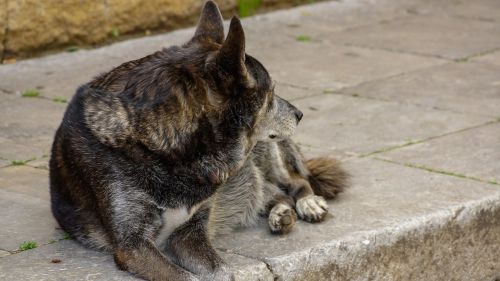 Šuo, Gatvė, Nemokamas Miesto Šuo, Lauke, Benamiai, Bjaurus, Miestas, Italy, Paliktas, Miesto, Laukiniai