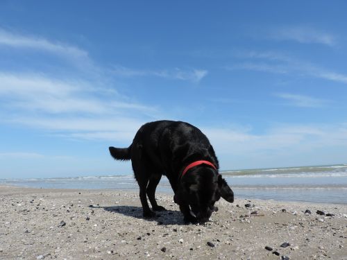 Šuo, Labradoras, Jūra, Papludimys
