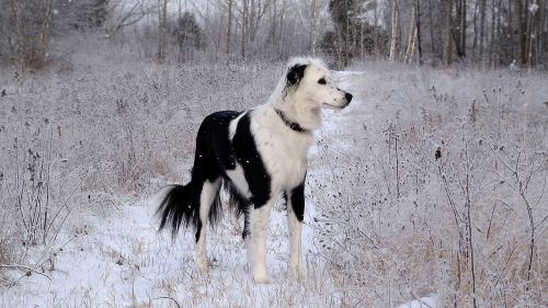 Šuo, Šaltis, Sniegas, Žiema, Naminis Gyvūnėlis