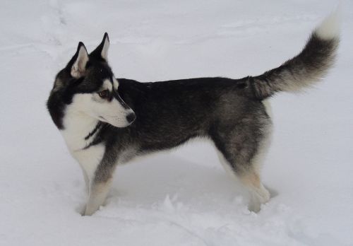 Šuo, Sibiro Haskis, Sniegas