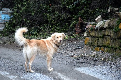 Šuo,  Auksaspalvis Retriveris,  Turkija