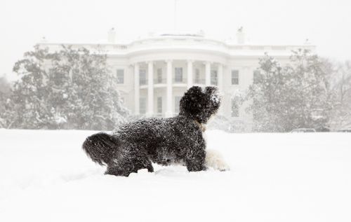 Šuo,  Sniegas,  Baltas Namas,  Portugalų Vandens Šuo,  Bo,  Obama,  Naminis Gyvūnėlis,  Žaisti,  Vašingtonas,  Dc,  Prezidentas,  Usa,  Lauke,  Šunys,  Žaismingas