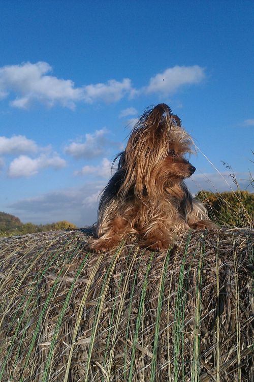 Šuo, Yorkie, Debesys