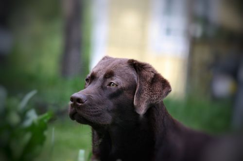Šuo, Vasara, Labradoras, Gyvūnų Portretas