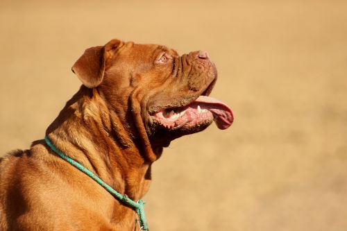 Šuo, Didelis, Bordo Dogue, Šuo De Bordeaux, Prancūzų Mastifas, Molossas
