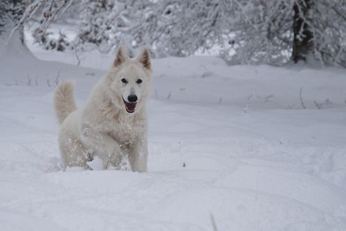 Šuo, Draugas, Šveicarijos Baltoji Aviganis