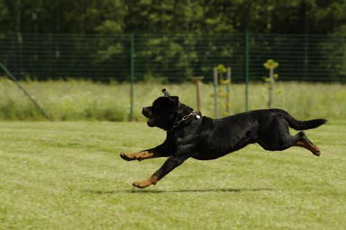 Šuo,  Rottweiler,  Bėgimas,  Konkursai