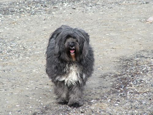 Šuo, Tibetiečių Terjeras, Baltijos Jūros Paplūdimys