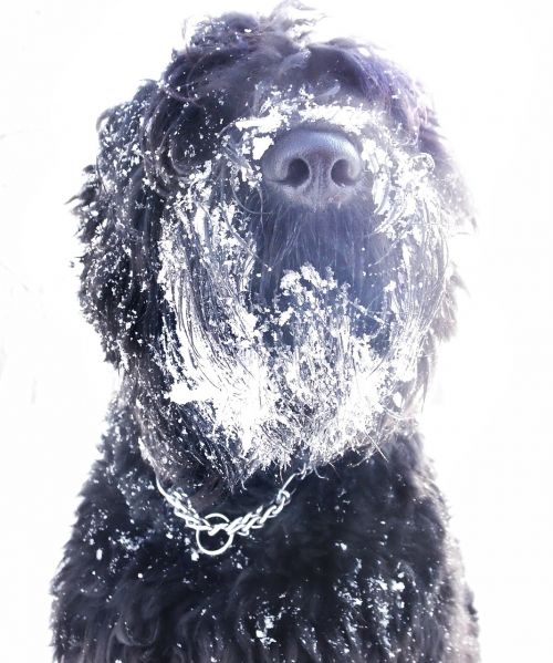 Šuo, Rusijos Terjeras, Sniegas, Žiema, Keturi