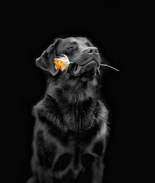 Šuo,  Gėlė,  Laboratorijos Iki