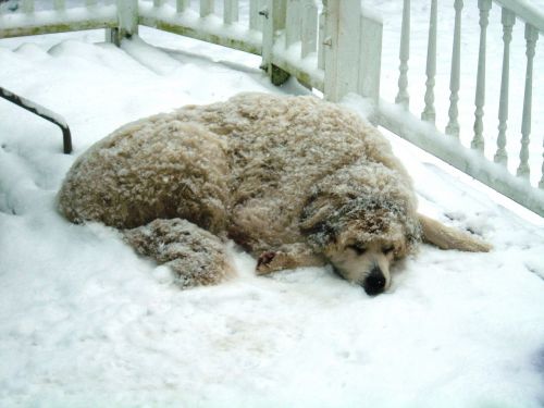 Šuo,  Sniegas,  Žiema,  Šaltas,  Gyvūnas