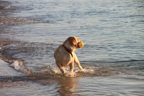 Šuo, Žaisti, Bėgimas, Jūra, Vanduo, Banga, Gyvūnai, Juokinga