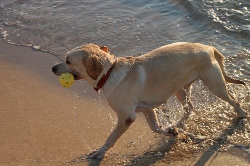 Šuo, Žaisti, Bėgimas, Jūra, Vanduo, Banga, Gyvūnai, Juokinga