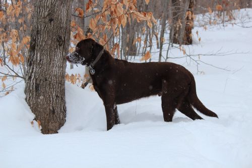 Šuo, Labradoras, Ruda, Šokoladas