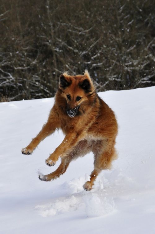 Šuo, Žaisti, Šokinėti, Žiema, Sniegas, Romp, Linksma