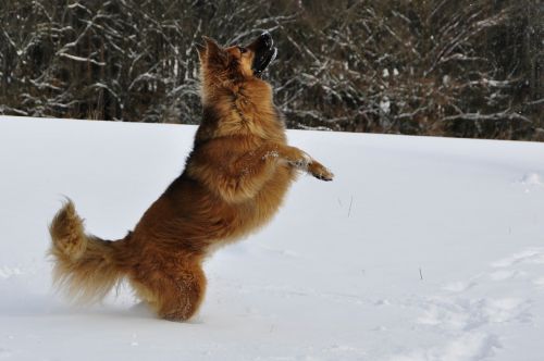 Šuo, Žaisti, Šokinėti, Žiema, Sniegas, Romp, Linksma
