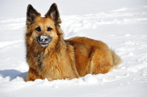 Šuo, Žaisti, Rūpestis, Žiema, Sniegas, Balta, Linksma