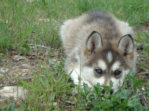 Šuo, Husky, Naminis Gyvūnėlis