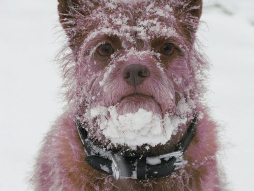 Šuo, Sniegas, Barzda, Žiema, Juokinga