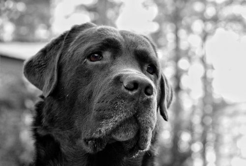Šuo, Akivaizdžiausias, Labradoras, Liūdnas, Liūdnos Akys, Liūdnas Veidas, Šuo Veido