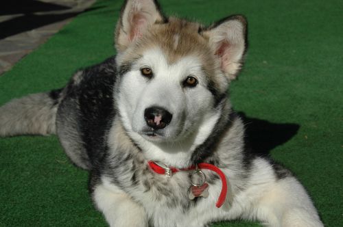 Šuo, Šuniukas, Alaskan Malamute, Snukis, Akys, Naminis Gyvūnėlis