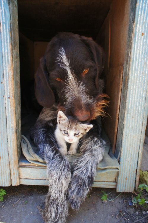 Šuo Ir Katė, Gyvūnai, Šuo, Kačiukas, Žmonija, Žmogaus Geriausias Draugas, Naminis Gyvūnėlis