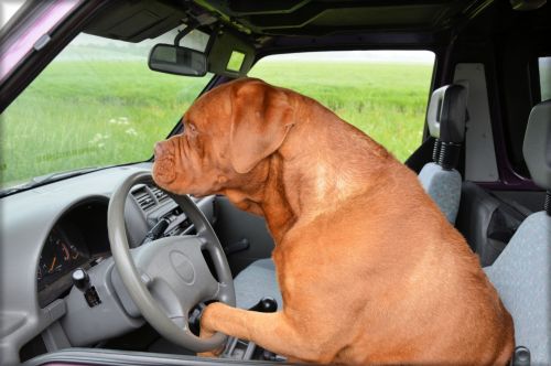 Šuo,  Dogge & Nbsp,  & Nbsp,  Bordeaux,  Naminis Gyvūnėlis,  Automobilis,  Vairuoja,  Vairavimas,  Šunų Važiavimas 1