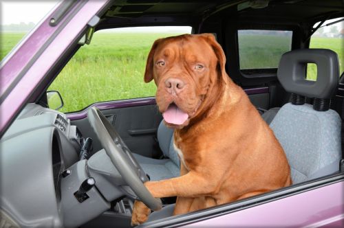 Šuo,  Dogge & Nbsp,  & Nbsp,  Bordeaux,  Naminis Gyvūnėlis,  Automobilis,  Vairuoja,  Vairavimas,  2