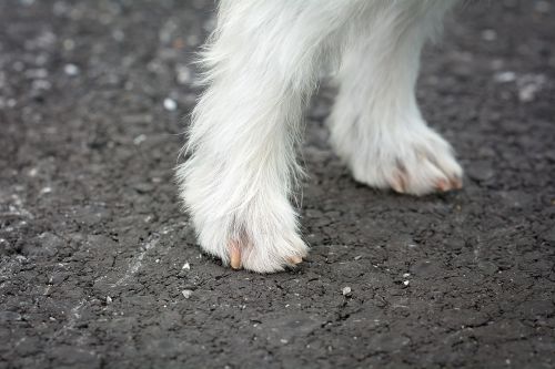 Šunų Kojos, Šunų Kojos, Kailis, Balta, Baltas Kailis, Mažas Šuo, Naminiai Nagai, Kelias