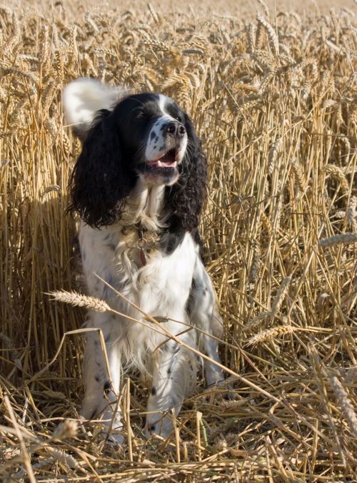 Šuo,  Springeris,  Spanielis,  English & Nbsp,  Springer & Nbsp,  Spaniel,  Springeris & Nbsp,  Spanielis,  Kviečių Laukas,  Kvieciai,  Laukas,  Ėda,  Stovintis,  Gyvūnas,  Naminis Gyvūnėlis,  Kilmės,  Ūkio & Nbsp,  Žemė,  Šuo Kviečių Lauke